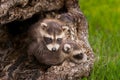 Two Baby Raccoons (Procyon lotor) Crawl Over Each Other