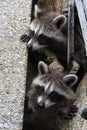 Two baby raccoons peeking out from behind cement blocks.