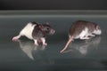 Two baby rats on a glass table