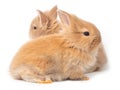 Two baby red-brown rabbits isolated on white background. Royalty Free Stock Photo