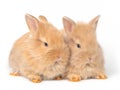 Two baby red-brown rabbits isolated on white background. Royalty Free Stock Photo