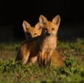 Two baby red fox kits looking at camera in perfect morning light,  one slightly shadowed by the first one Royalty Free Stock Photo