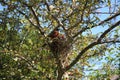 Two baby Robins crying for food while a male Robin guards the nest in Wisconsin Royalty Free Stock Photo