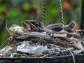 Two Baby Robins and Mom in a Nest Made in a Hanging Bird Feeder Royalty Free Stock Photo