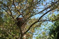 Two baby Robins waiting to be fed in their nest in the summer in Wisconsin Royalty Free Stock Photo