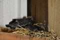 Two baby Rock Pigeons in a nest