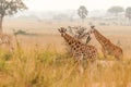 Two baby Rothschild`s giraffe  Giraffa camelopardalis rothschildi in a beautiful light at sunrise, Murchison Falls National Park Royalty Free Stock Photo