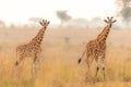 Two baby Rothschild`s giraffe  Giraffa camelopardalis rothschildi in a beautiful light at sunrise, Murchison Falls National Park Royalty Free Stock Photo