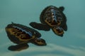 two baby sea turtles Royalty Free Stock Photo