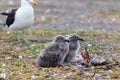 Two baby seagulls sitting nex to each other with their mother in the background guarding them