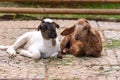 Two Baby Sheep. Royalty Free Stock Photo