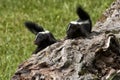 Two Baby Skunks on a Log with Tails Up Royalty Free Stock Photo