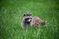 Curious racoon