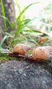 Two Baby snail brown