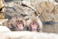 Two baby Snow monkeys bathing onsen at jigokudani monkey park,Nagano