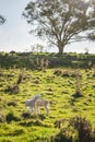 Two baby spring lambs in field on farm, late afternoon Royalty Free Stock Photo