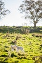 Two baby spring lambs in field on farm, late afternoon Royalty Free Stock Photo