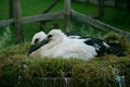 Two baby storks