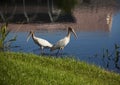 Two baby storks on a lake in Florida