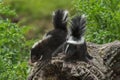 Two Baby Striped Skunks (Mephitis mephitis) Atop Log Royalty Free Stock Photo
