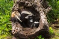 Two Baby Striped Skunks (Mephitis mephitis) Huddle in Log Royalty Free Stock Photo