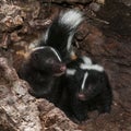 Two Baby Striped Skunks (Mephitis mephitis) in Log Royalty Free Stock Photo