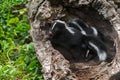 Two Baby Striped Skunks (Mephitis mephitis) in Log Royalty Free Stock Photo
