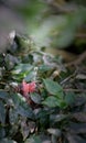 Two Baby sun birds eagerly waiting for mothers return with food, bird children opens mouth thinking parent came with Royalty Free Stock Photo