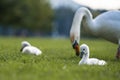 Two baby swans in a beautiful green grass with their mother looking after them