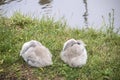 Two baby swans curled up into gray balls beside the water. . . One is asleep and the other is grooming itself Royalty Free Stock Photo