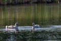 Two baby swans feeding in the wild lake during sunny day Royalty Free Stock Photo