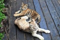 Two baby tigers in Guangzhou Royalty Free Stock Photo