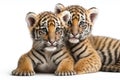 Two baby tigris cubs cuddle together on a white background. Generative AI