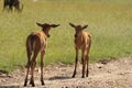 Two baby topis in the african savannah. Royalty Free Stock Photo