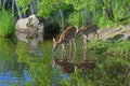 Two Baby White-tailed deer water reflections. Royalty Free Stock Photo