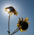 Two Backlit, Droopy Sunflowers