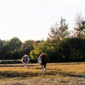 Two backlit young cows