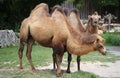 two Bactrian camels with brown hair while eating