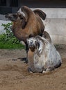 Two bactrian camels 4 Royalty Free Stock Photo