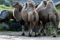 Bactrian camels Camelus bactrianus Royalty Free Stock Photo