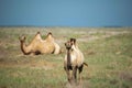 two Bactrian camels grazing in the steppes of Kazakhstan Royalty Free Stock Photo