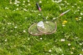 Two badminton rackets and a shuttlecock lie on the green grass. Royalty Free Stock Photo