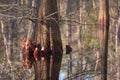 Two bald cypress trees in an East Texas forest Royalty Free Stock Photo