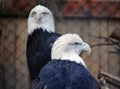 Two bald eagles Royalty Free Stock Photo