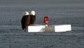 Two bald eagles Royalty Free Stock Photo