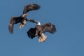 Two bald eagles fighting Royalty Free Stock Photo