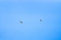 Two bald eagles flying above clear sky on sunny day. Nature or animal wildlife concept Royalty Free Stock Photo