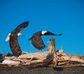 Bald eagles flying, Kenai Peninsula, Alaska