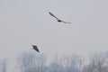 Two bald eagles, Haliaeetus leucocephalus during flight. Royalty Free Stock Photo