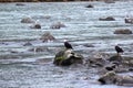 TWO BALD EAGLES ON ROCKS IN RIVER Royalty Free Stock Photo